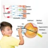 Auge und Sehvorgang (magnetisch)