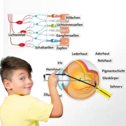 Auge und Sehvorgang (magnetisch)