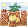 beleduc Schichten-Puzzle "Kartoffel", 30-tlg.