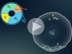 Didaktische DVD Mitose und Meiose (tabletfähig)