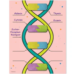 DNA-Bausatz