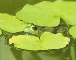 DVD-Lehrfilm Amphibien