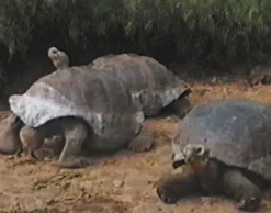 DVD-Lehrfilm Die Galapagosinseln