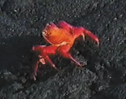 DVD-Lehrfilm Die Galapagosinseln