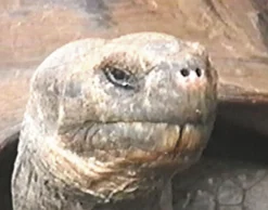 DVD-Lehrfilm Die Galapagosinseln