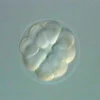 DVD-Lehrfilm Embryonalentwicklung: Seeigel + Frosch