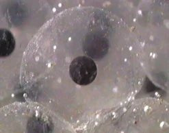 DVD-Lehrfilm Embryonalentwicklung: Seeigel + Frosch