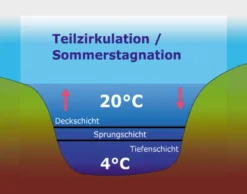 DVD-Lehrfilm Ökosystem See