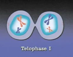 DVD-Lehrfilm Meiose-Stadien der Reifeteilung