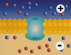 DVD-Lehrfilm Membranpotenziale