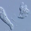DVD-Lehrfilm Protozoen - Aus der Welt der Einzeller