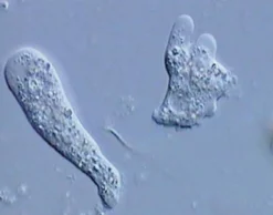 DVD-Lehrfilm Protozoen - Aus der Welt der Einzeller