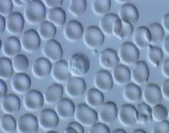 DVD-Lehrfilm Protozoen - Aus der Welt der Einzeller