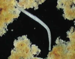 DVD-Lehrfilm Protozoen - Aus der Welt der Einzeller