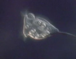 DVD-Lehrfilm Protozoen - Aus der Welt der Einzeller