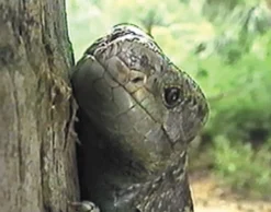 DVD-Lehrfilm Reptilien