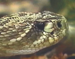 DVD-Lehrfilm Reptilien