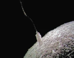 DVD-Lehrfilm Schlüssel zur genetischen Vielfalt - Meiose, Crossing-over, Mutationen