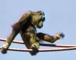 DVD-Lehrfilm Säugetiere