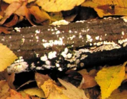 DVD-Lehrfilm Zurück zur Erde - Der Stoffkreislauf im Wald