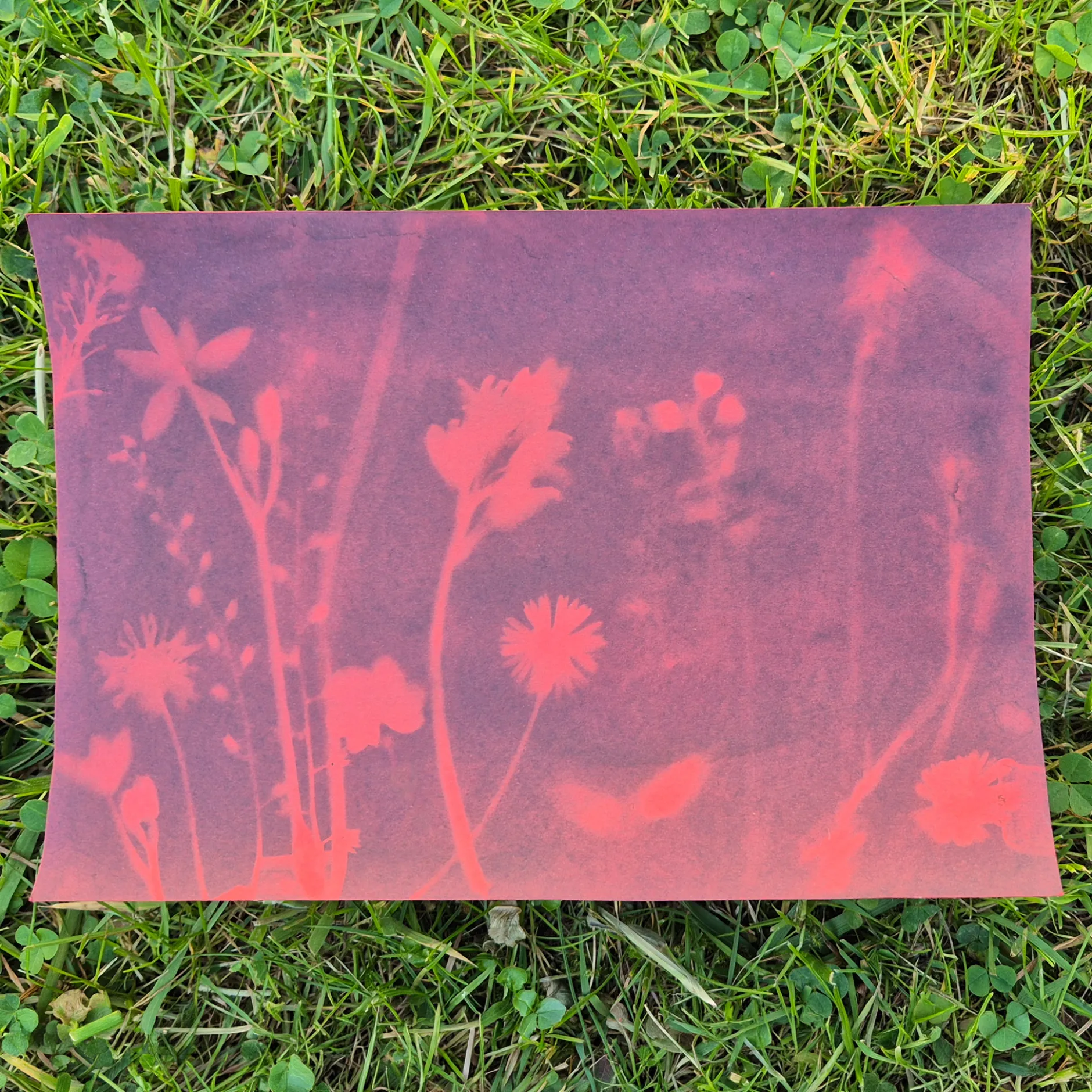 Farbiges Foto-Solarpapier DIN A 5 mit Fixierscheibe (pink, grün, gelb, rot), 16 Blatt