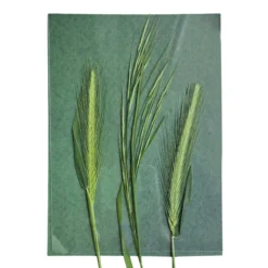 Farbiges Foto-Solarpapier DIN A 5 mit Fixierscheibe (pink, grün, gelb, rot), 16 Blatt