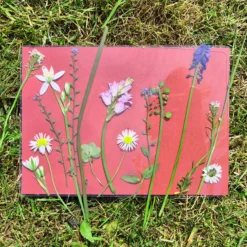 Farbiges Foto-Solarpapier DIN A 5 mit Fixierscheibe (pink, grün, gelb, rot), 16 Blatt
