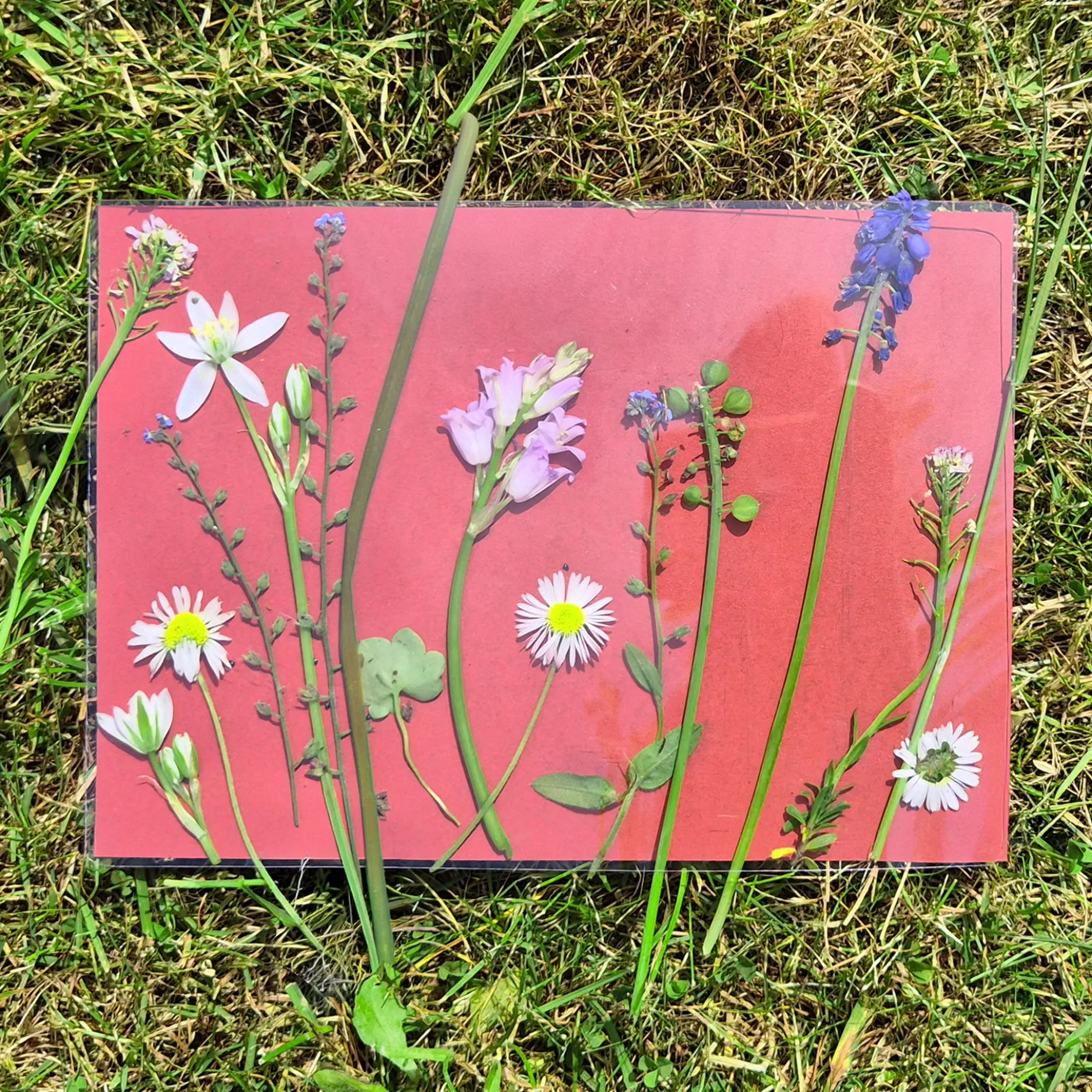 Farbiges Foto-Solarpapier DIN A 5 mit Fixierscheibe (pink, grün, gelb, rot), 16 Blatt