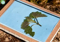 Foto-Solarpapier mit Fixierscheibe (40 Blatt 17,8 x 12,7 cm)