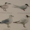Hagemann Bestimmungstafel Seevögel