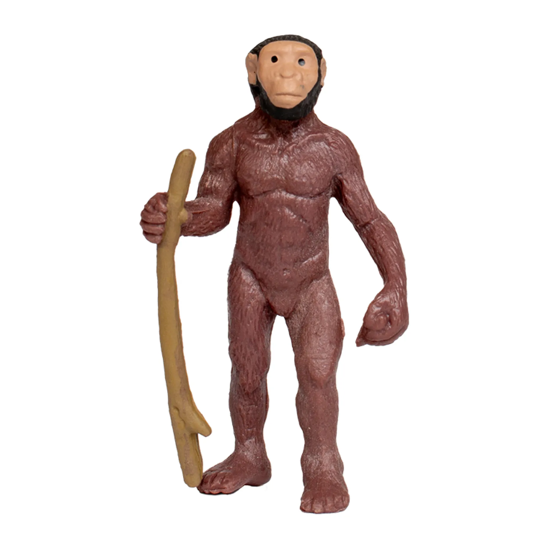 Hagemann Entwicklung des Menschen (Evolution, Modelle), 5-tlg.