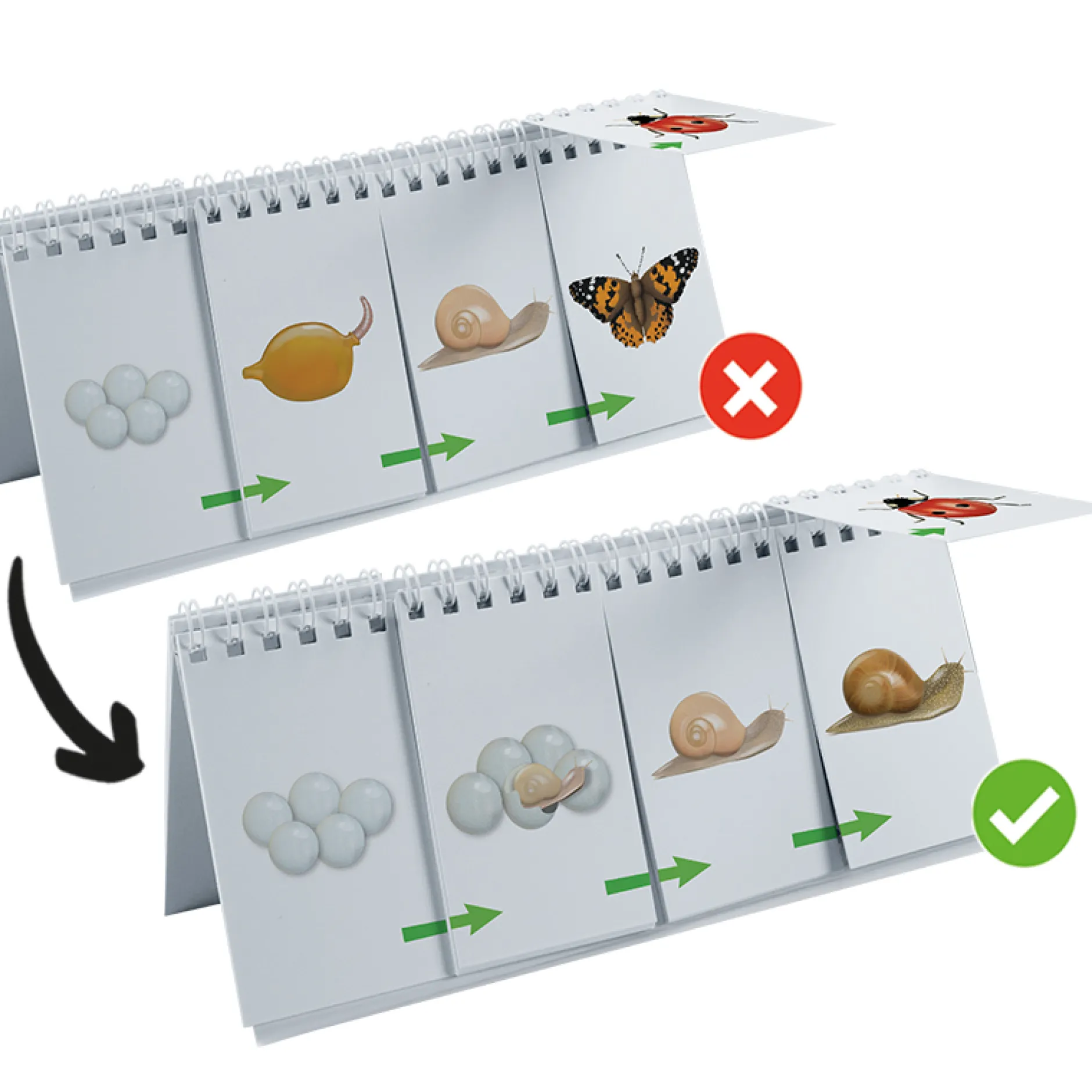 Hagemann Flipchart-Spiel Lebenszyklus Schmetterlinge, Bienen & Co