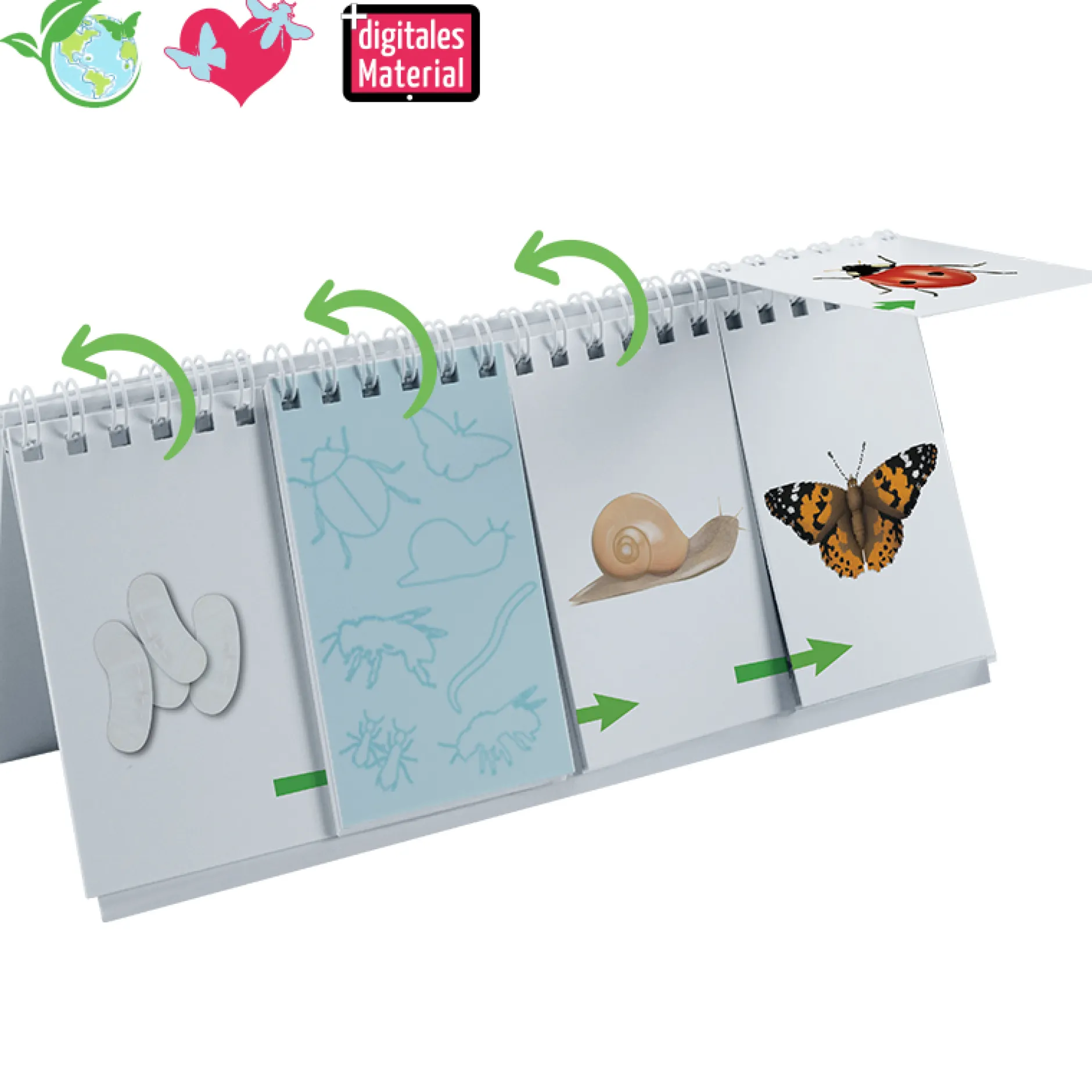 Hagemann Flipchart-Spiel Lebenszyklus Schmetterlinge, Bienen & Co