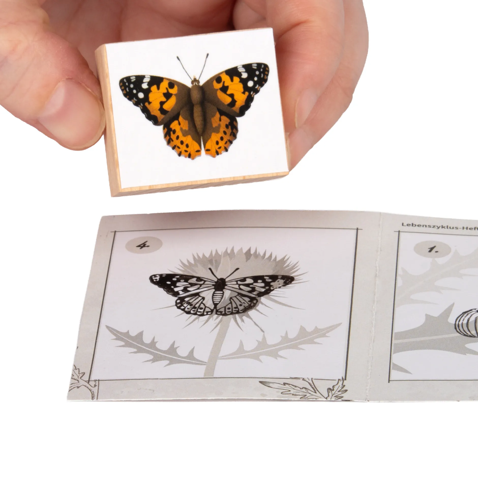 Hagemann Holzstempel Lebenszyklus Schmetterling mit Stempelkissen, 11-tlg.