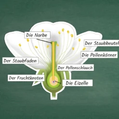 Hagemann Kirschblüte: Aufbau, Bestäubung, Befruchtung, magnetisch, 31-tlg.