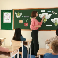 Hagemann Kirschblüte: Aufbau, Bestäubung, Befruchtung, magnetisch, 31-tlg.