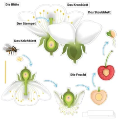 Hagemann Kirschblüte: Aufbau, Bestäubung, Befruchtung, magnetisch, 31-tlg.