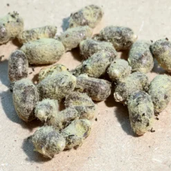 Hagemann Kokons für Wildbienenzucht, Rote Mauerbiene (25 Stück)