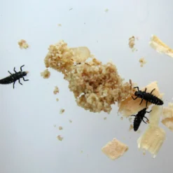 Hagemann Larvengutschein für Marienkäferzucht (10-15 Larven)