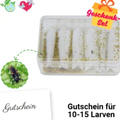 Hagemann Larvengutschein für Marienkäferzucht (10-15 Larven)