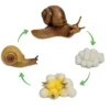 Hagemann Lebenszyklus-Modelle Schnecke, 4-tlg.