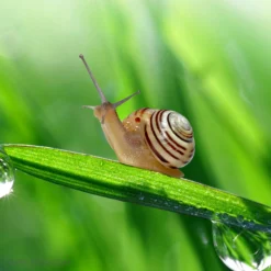 Hagemann Lebenszyklus-Modelle Schnecke, 4-tlg.