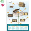 Hagemann Lebenszyklus-Poster Wildbiene