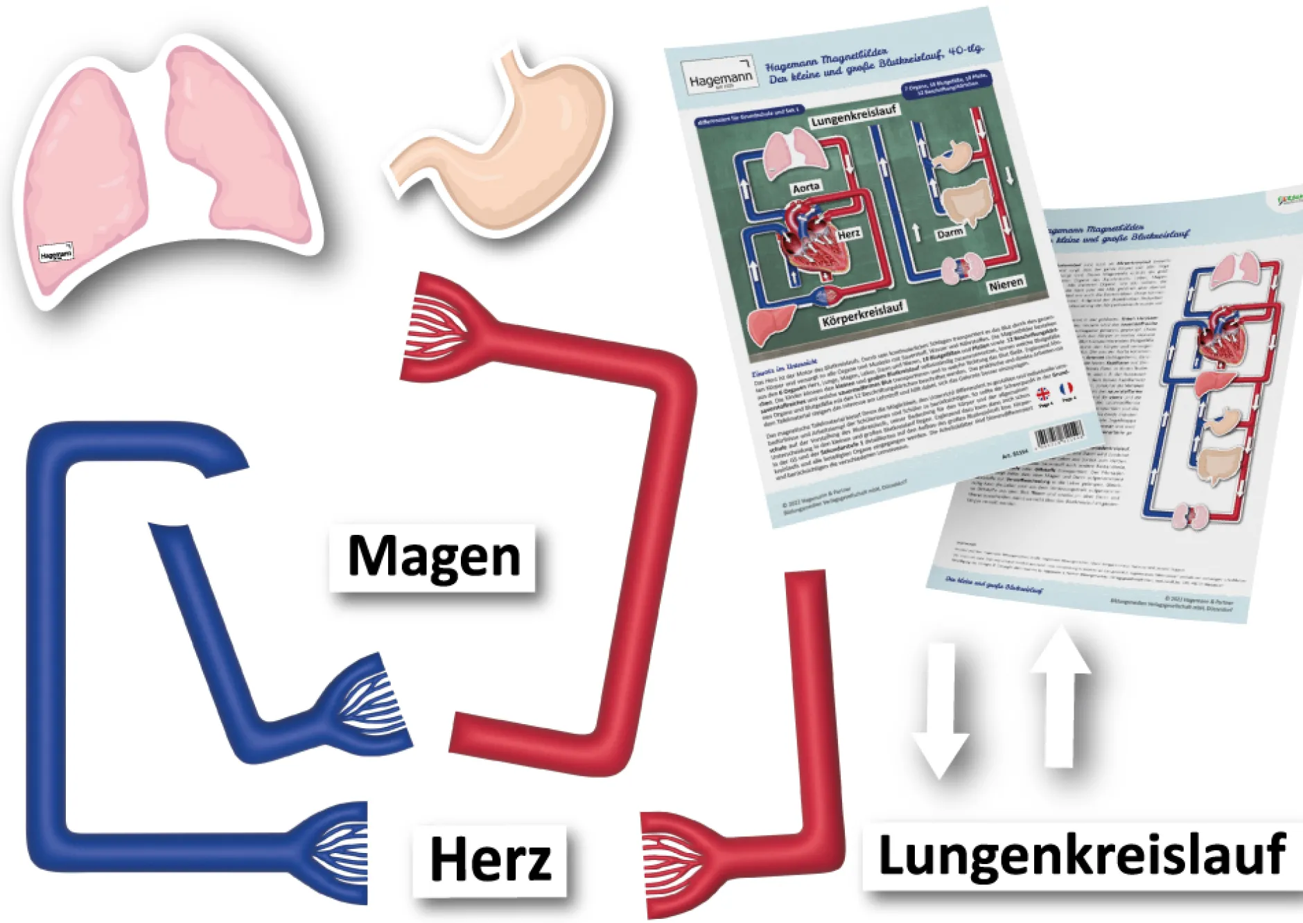 Hagemann Magnetbilder Der kleine und große Blutkreislauf, 40-tlg.