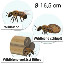 Hagemann Magnetbilder Lebenszyklus Wildbiene, 16-tlg.