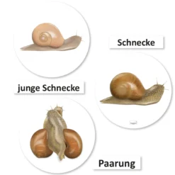Hagemann Magnetbilder Leben und Lebenszyklus der Schnecke