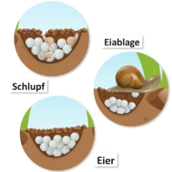 Hagemann Magnetbilder Leben und Lebenszyklus der Schnecke