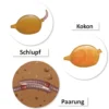 Hagemann Magnetbilder Leben und Lebenszyklus des Regenwurms