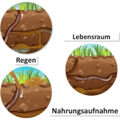 Hagemann Magnetbilder Leben und Lebenszyklus des Regenwurms