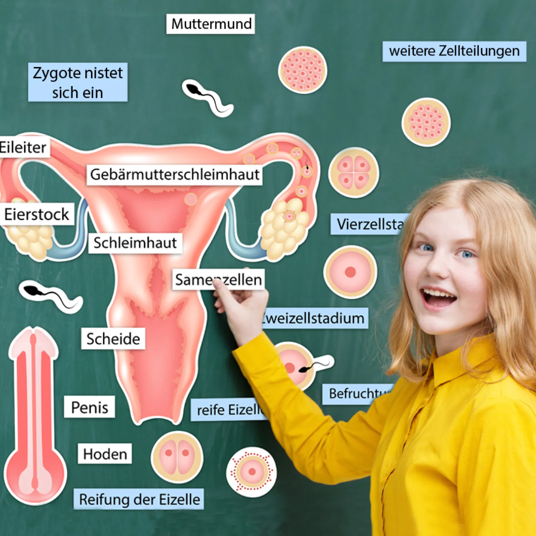 Hagemann Magnetbilder – Wie ein Kind entsteht